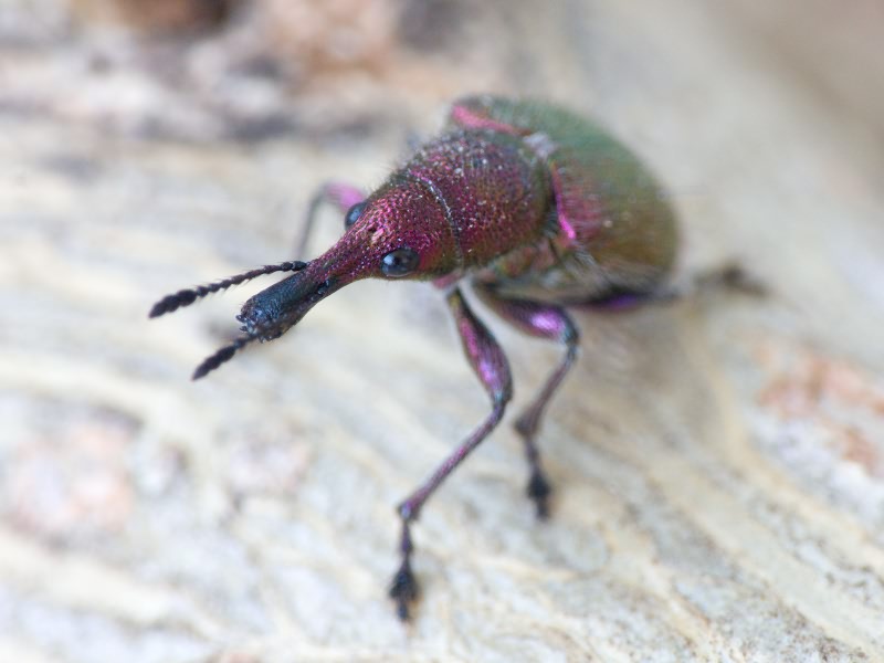 Rhynchites (Epirhynchites) auratus (Scopoli, 1763)